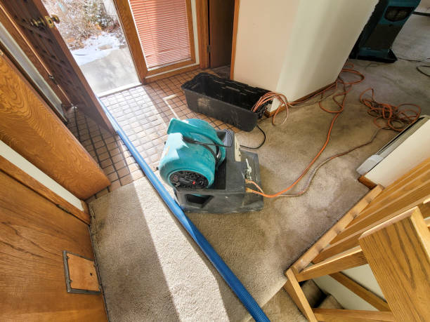 Best Flood restoration services  in Odem, TX
