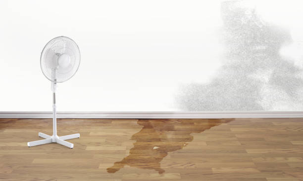 Best Water damage restoration mold remediation  in Odem, TX