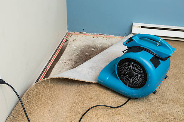 Best Water damage restoration experts  in Odem, TX